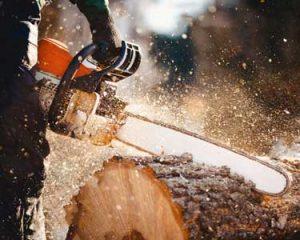 podiranje dreves cenik